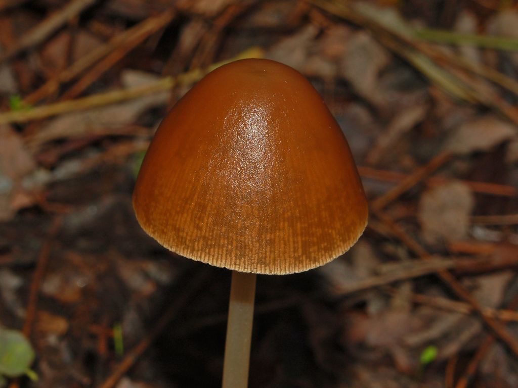 Psathyrella conopilus